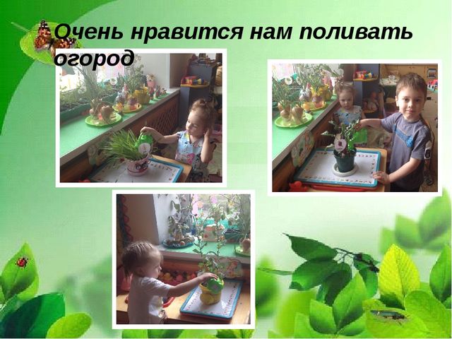 Презентация "Веселый огород на окне" в средней группе.