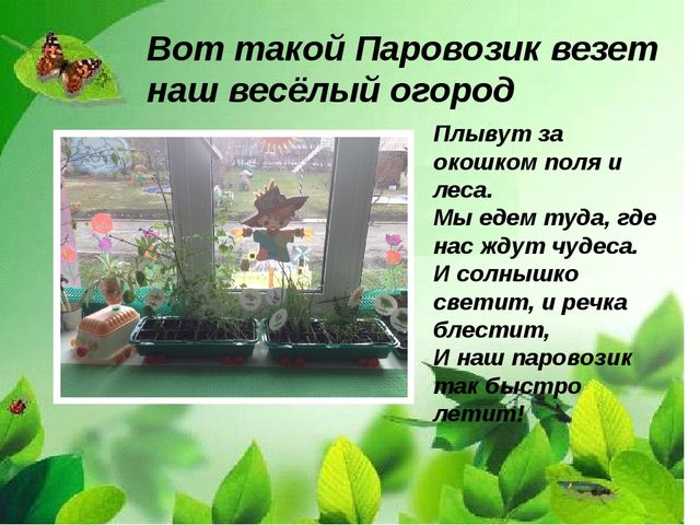 Презентация "Веселый огород на окне" в средней группе.