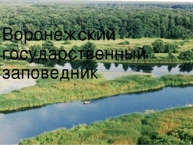 Презентация "Воронежский государственный заповедник".
