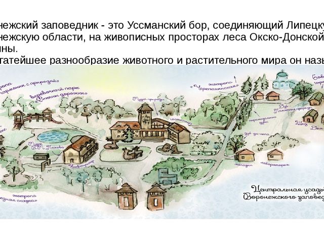 Презентация "Воронежский государственный заповедник".