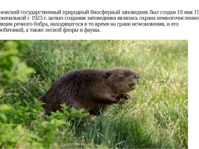 Презентация "Воронежский государственный заповедник".