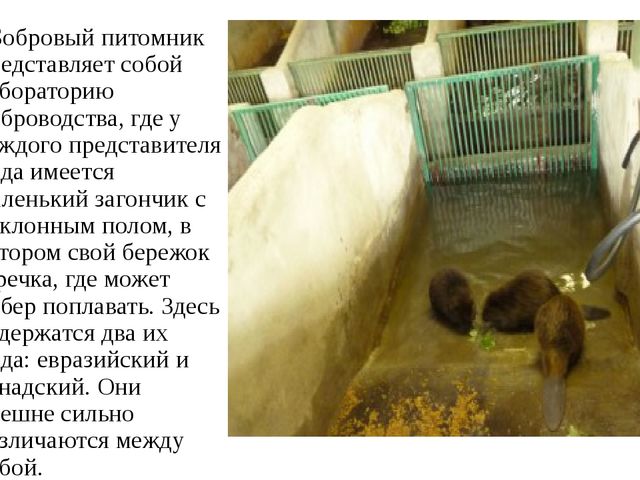 Презентация "Воронежский государственный заповедник".