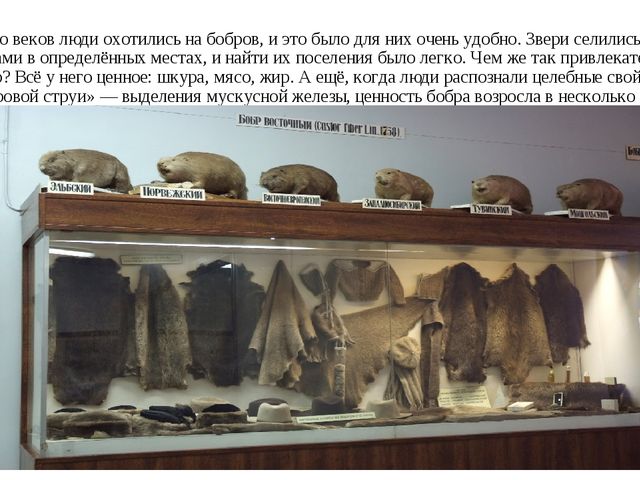 Презентация "Воронежский государственный заповедник".
