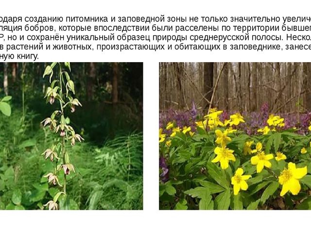 Презентация "Воронежский государственный заповедник".
