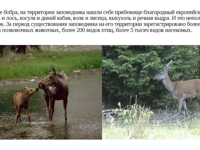 Презентация "Воронежский государственный заповедник".