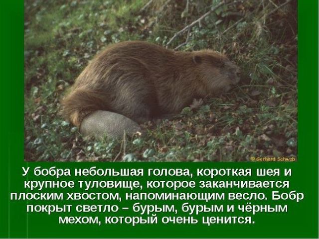 Презентация к занятию "Заповедники России"