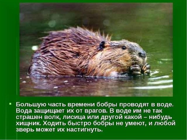 Презентация к занятию "Заповедники России"