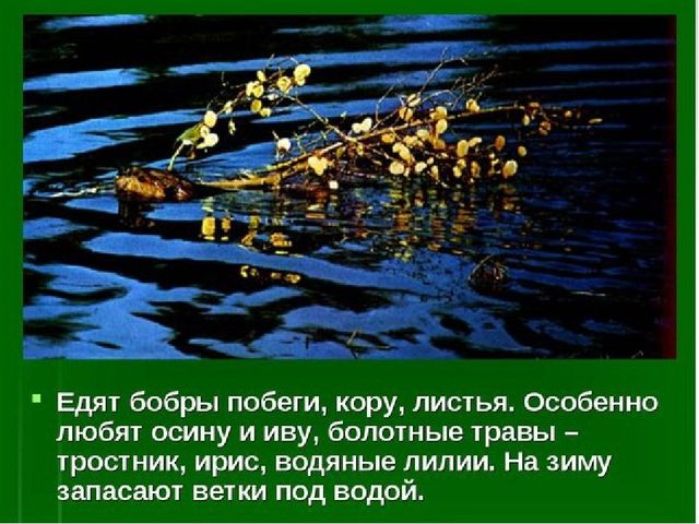 Презентация к занятию "Заповедники России"