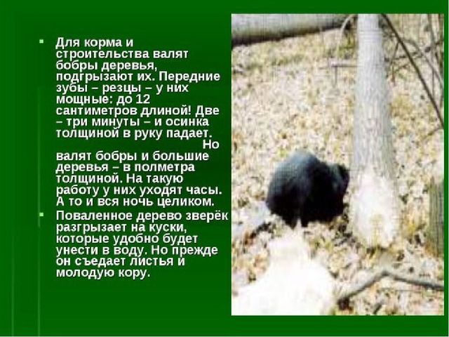 Презентация к занятию "Заповедники России"