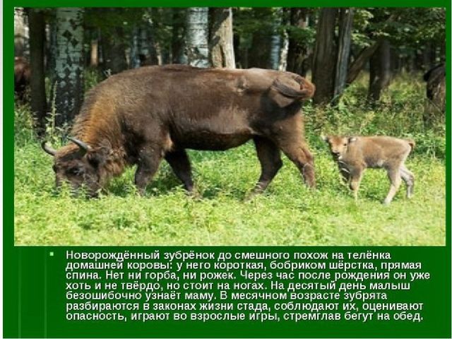 Презентация к занятию "Заповедники России"