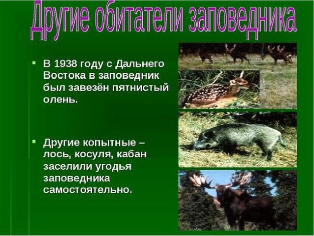 Презентация к занятию "Заповедники России"