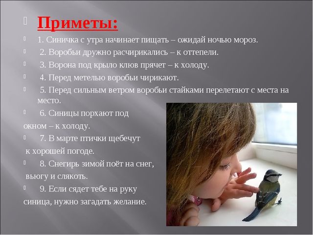 Экологический проект "Покормите птиц зимой" для детей старшего дошкольного возраста