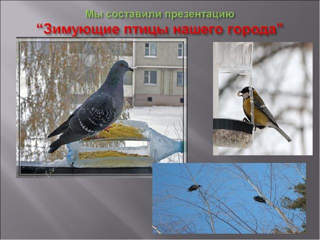 Экологический проект "Покормите птиц зимой" для детей старшего дошкольного возраста
