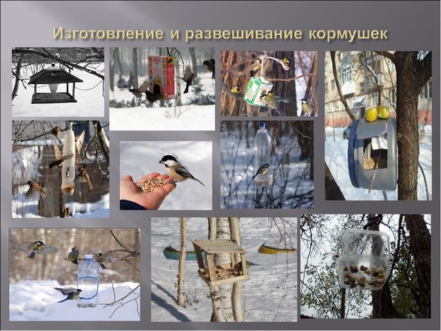 Экологический проект "Покормите птиц зимой" для детей старшего дошкольного возраста