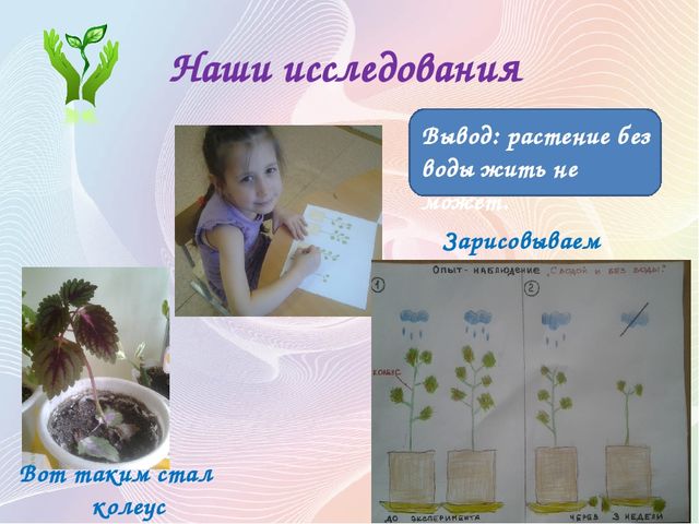 Презентация Проект "Секреты наших растений" в старшей группе