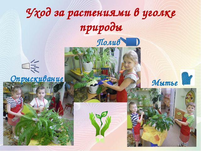 Презентация Проект "Секреты наших растений" в старшей группе