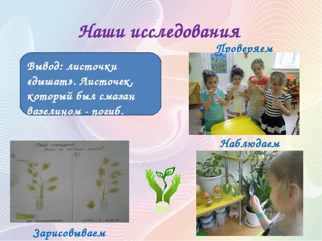 Презентация Проект "Секреты наших растений" в старшей группе