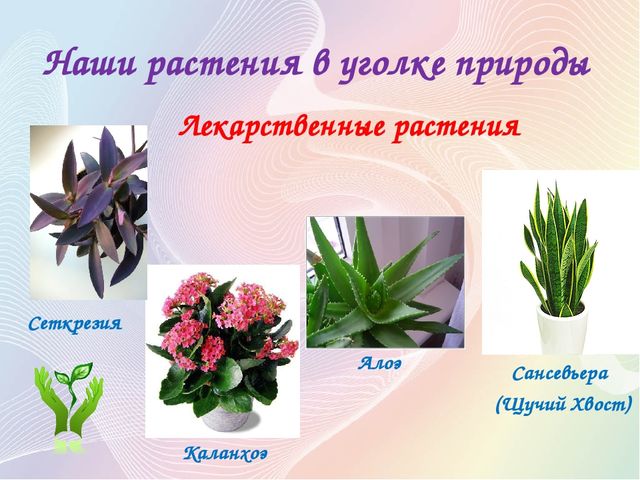 Презентация Проект "Секреты наших растений" в старшей группе