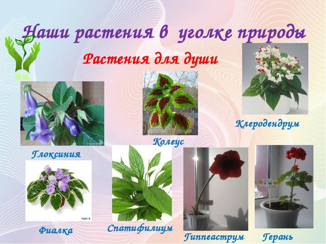 Название цветка по фото загрузить фотографию с телефона бесплатно без регистрации онлайн на русском