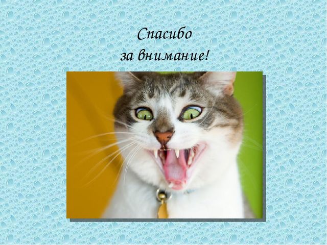 Презентация на ООД по познавательному развитию на тему "Кошки"
