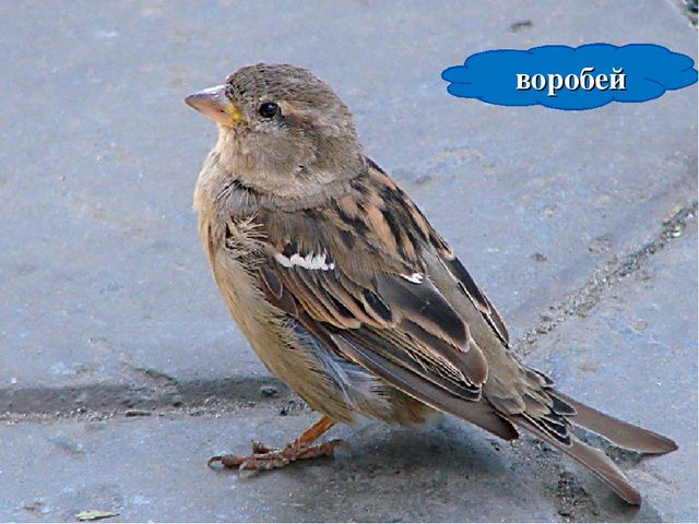 Презентация по ознакомлению с окружающим "Птицы- наши друзья"