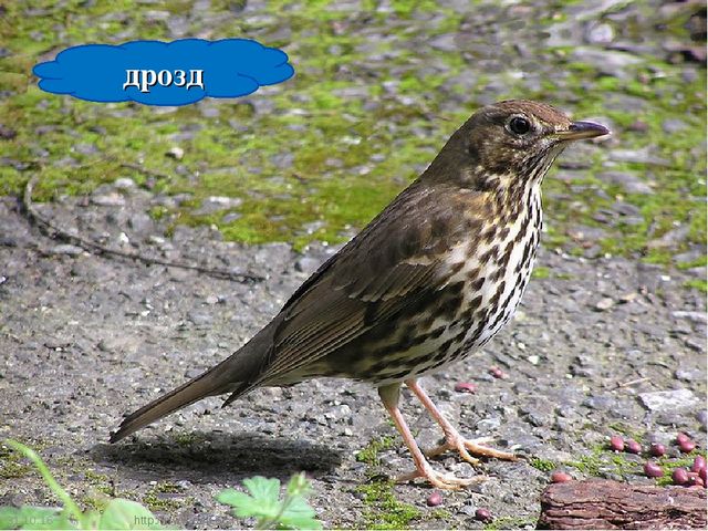 Презентация по ознакомлению с окружающим "Птицы- наши друзья"