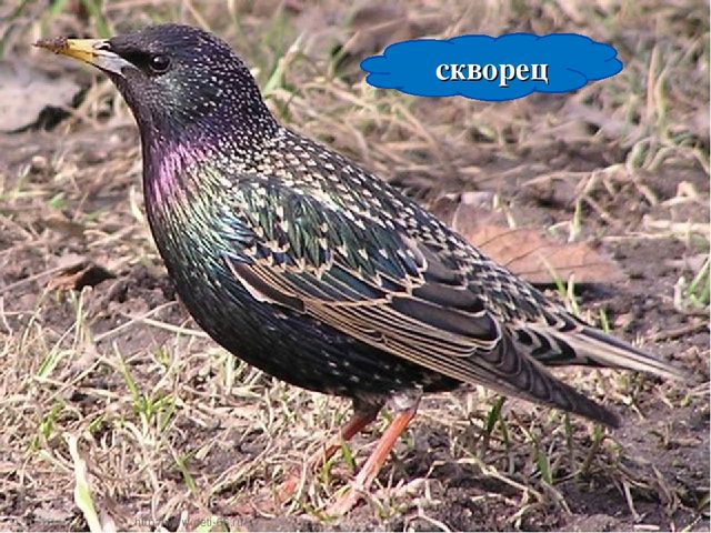 Презентация по ознакомлению с окружающим "Птицы- наши друзья"