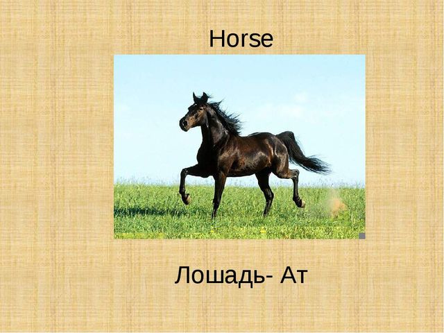 Презентация по английскому языку "Животные"