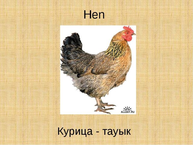 Презентация по английскому языку "Животные"