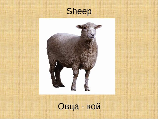 Презентация по английскому языку "Животные"