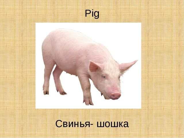 Презентация по английскому языку "Животные"