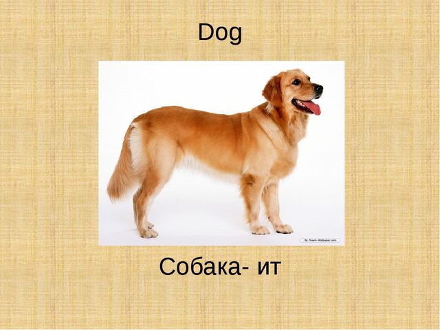 Презентация по английскому языку "Животные"