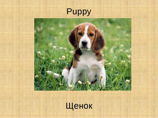 Презентация по английскому языку "Животные"