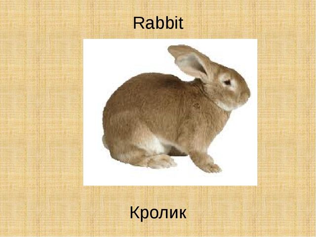 Как переводится с английского rabbit. Кролики по английскому языку.