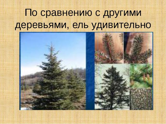 Презентация научно-исследовательского проекта "Ель-хвойное дерево"