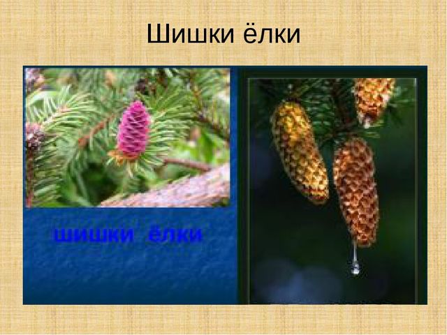Презентация научно-исследовательского проекта "Ель-хвойное дерево"