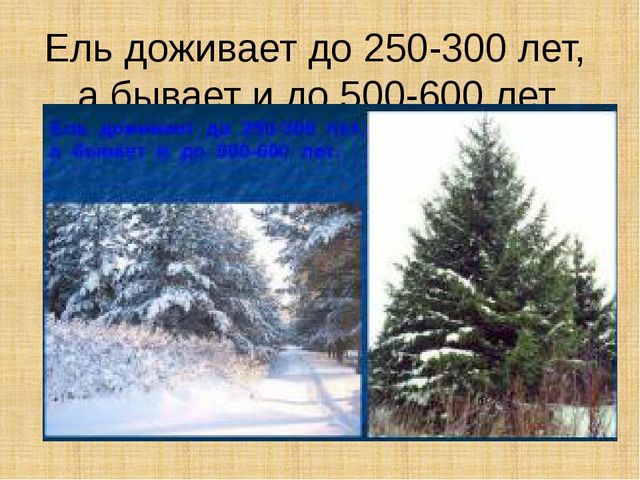 Презентация научно-исследовательского проекта "Ель-хвойное дерево"
