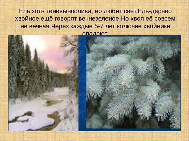 Презентация научно-исследовательского проекта "Ель-хвойное дерево"