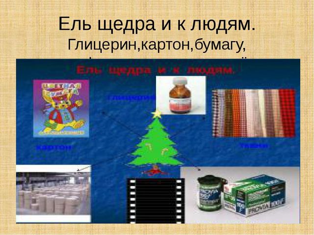 Презентация научно-исследовательского проекта "Ель-хвойное дерево"