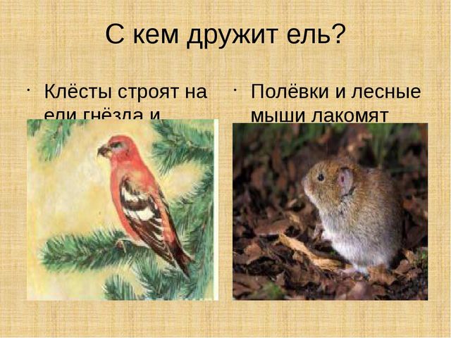 Презентация научно-исследовательского проекта "Ель-хвойное дерево"