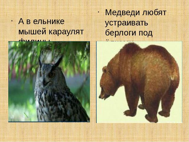 Презентация научно-исследовательского проекта "Ель-хвойное дерево"
