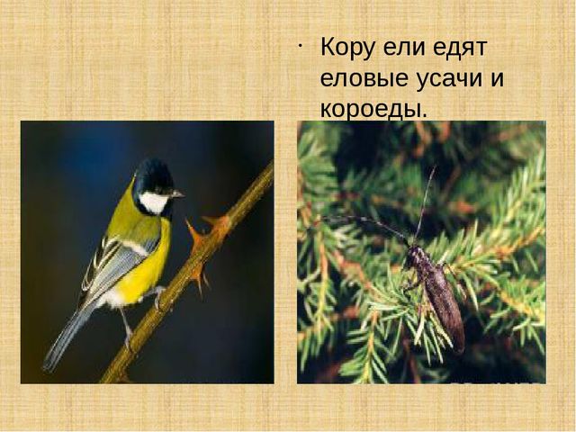 Презентация научно-исследовательского проекта "Ель-хвойное дерево"