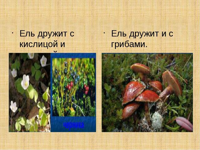 Презентация научно-исследовательского проекта "Ель-хвойное дерево"