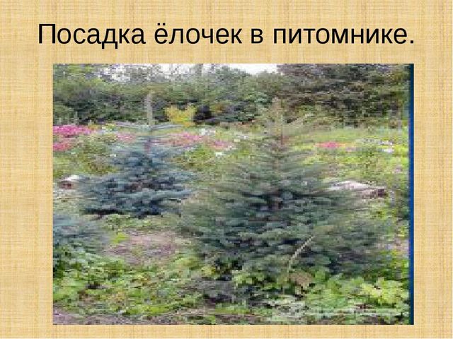 Презентация научно-исследовательского проекта "Ель-хвойное дерево"
