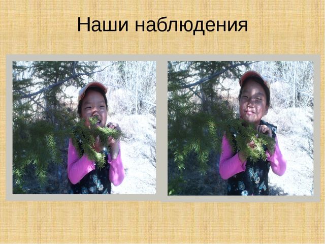 Презентация научно-исследовательского проекта "Ель-хвойное дерево"