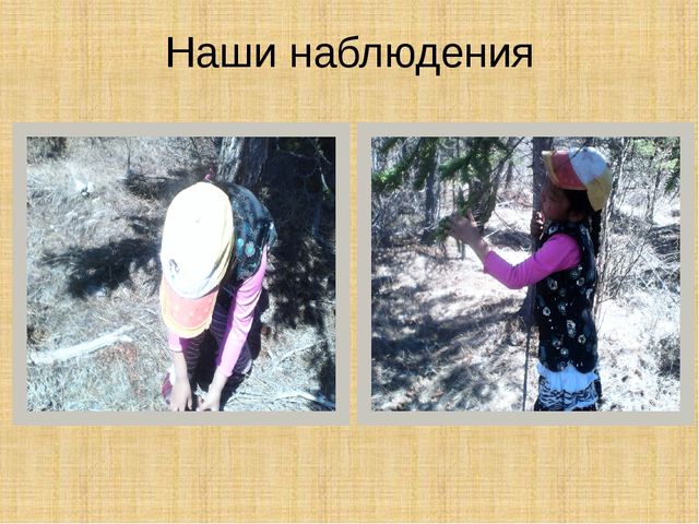 Презентация научно-исследовательского проекта "Ель-хвойное дерево"