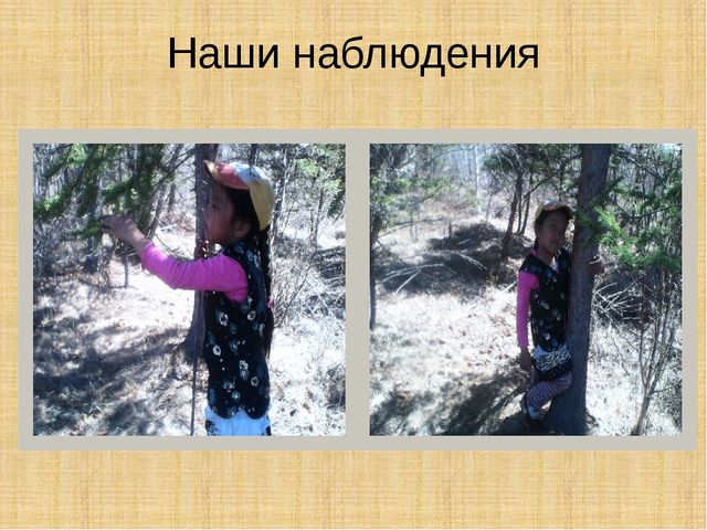 Презентация научно-исследовательского проекта "Ель-хвойное дерево"