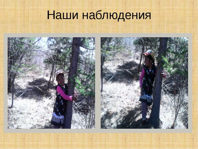 Презентация научно-исследовательского проекта "Ель-хвойное дерево"
