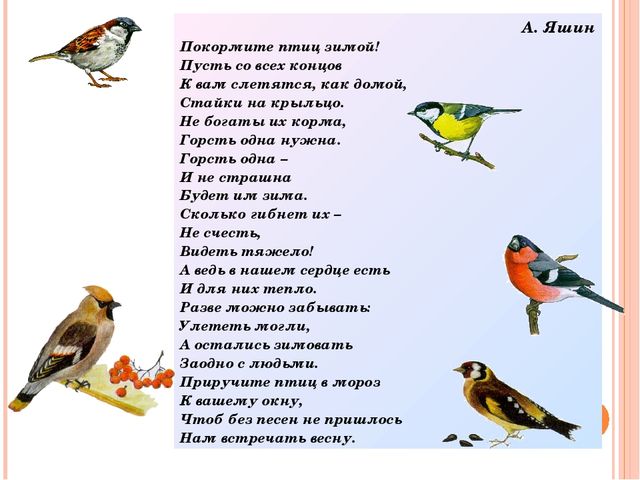 Социально-педагогический проект для первой младшей группы "Зимующие птицы"