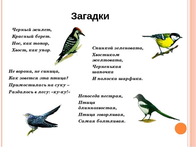 Социально-педагогический проект для первой младшей группы "Зимующие птицы"